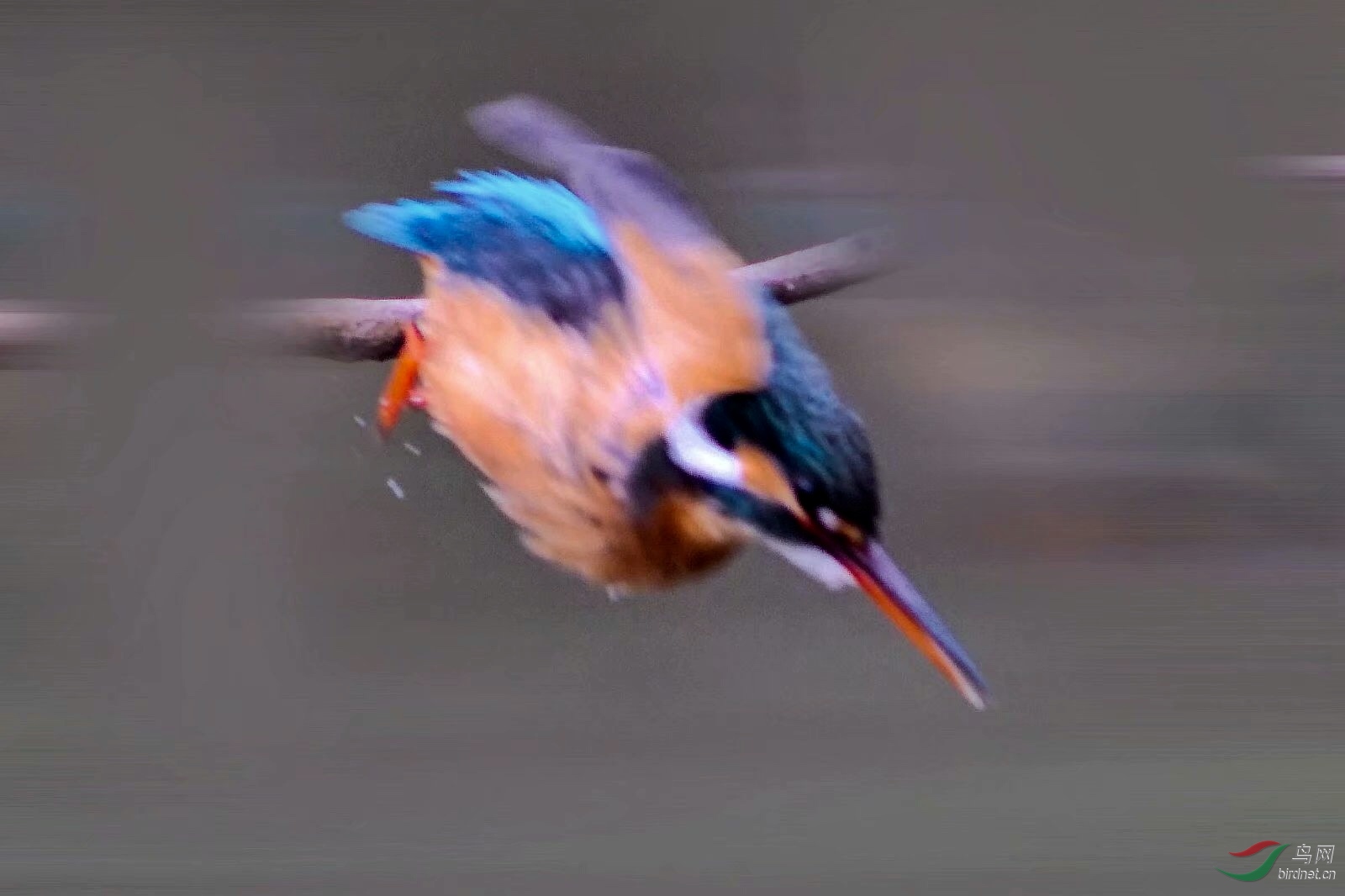 ED9A6DA5-A159-411F-939A-D6DE8233632E.jpeg