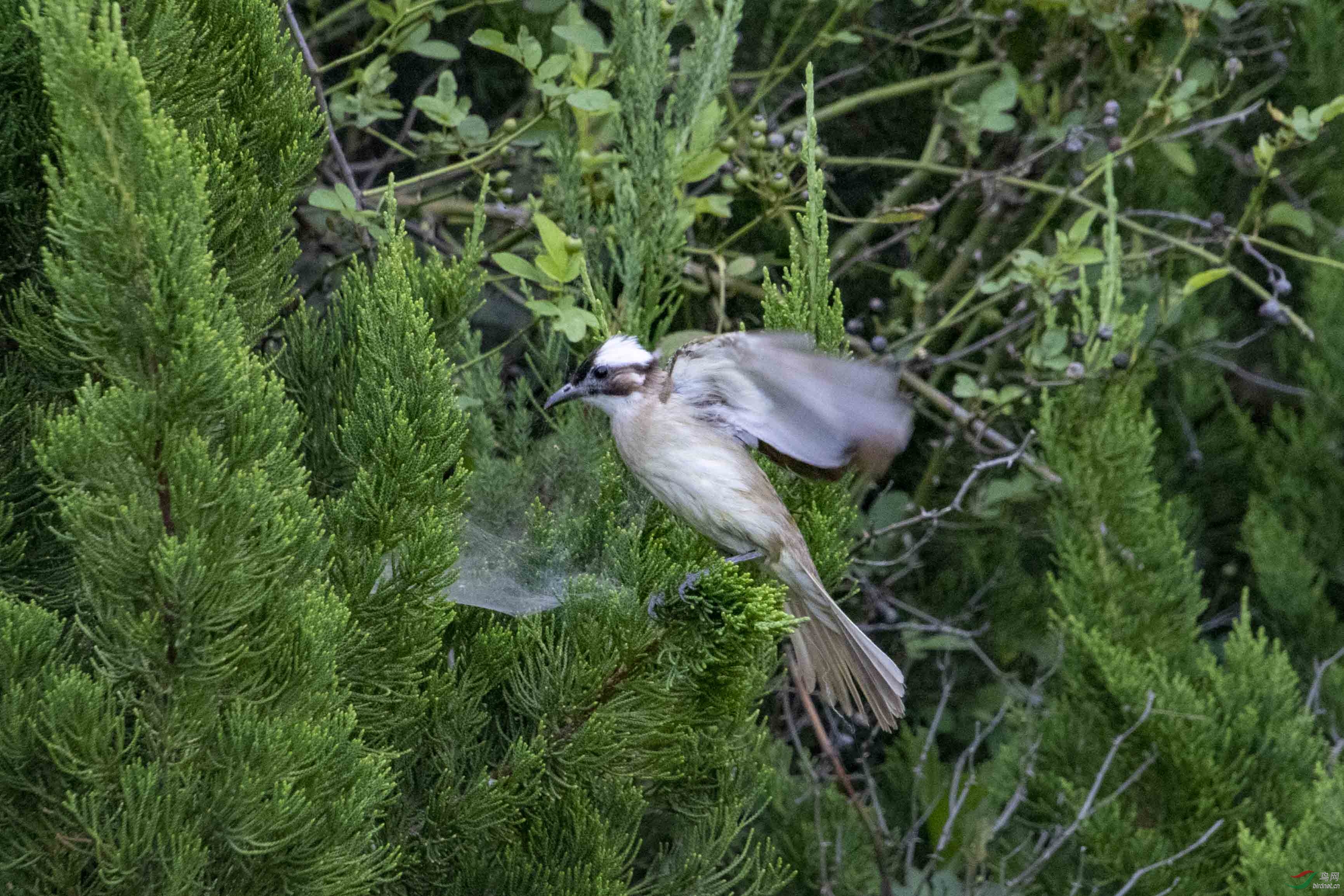 D50_9106.jpg