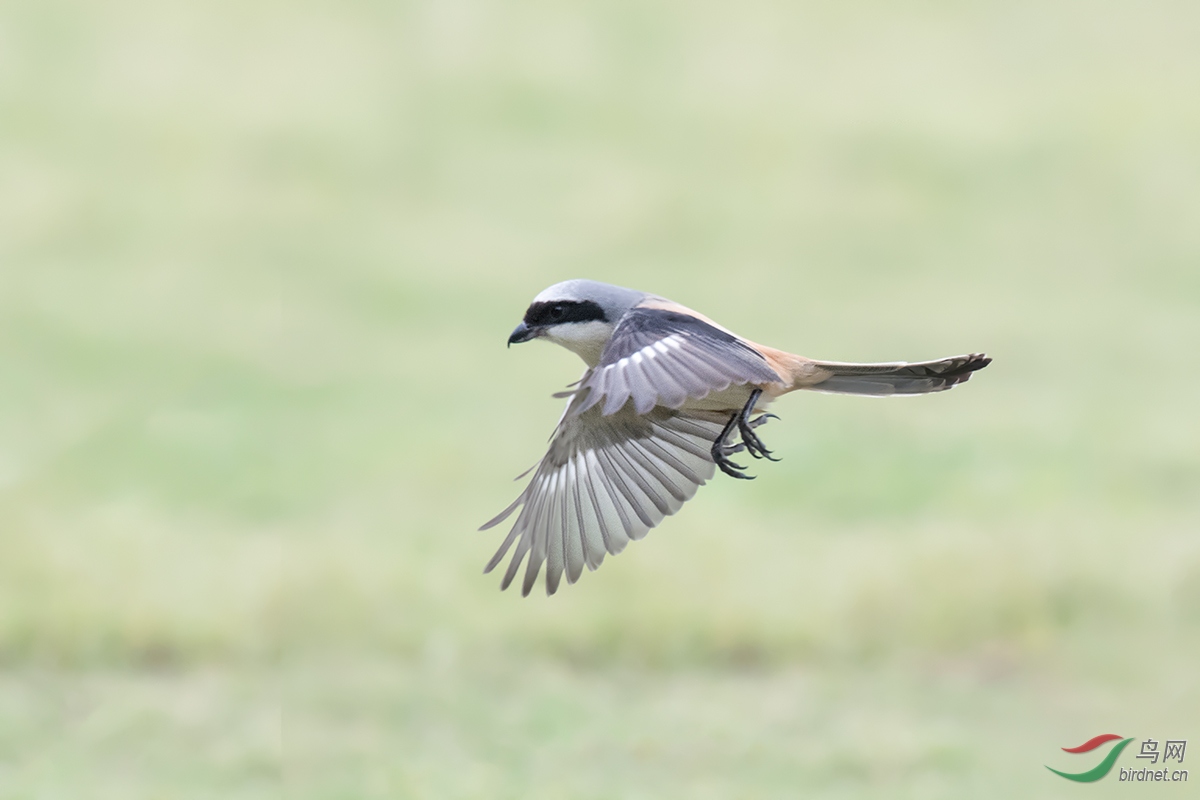 DSC_p5184.jpg