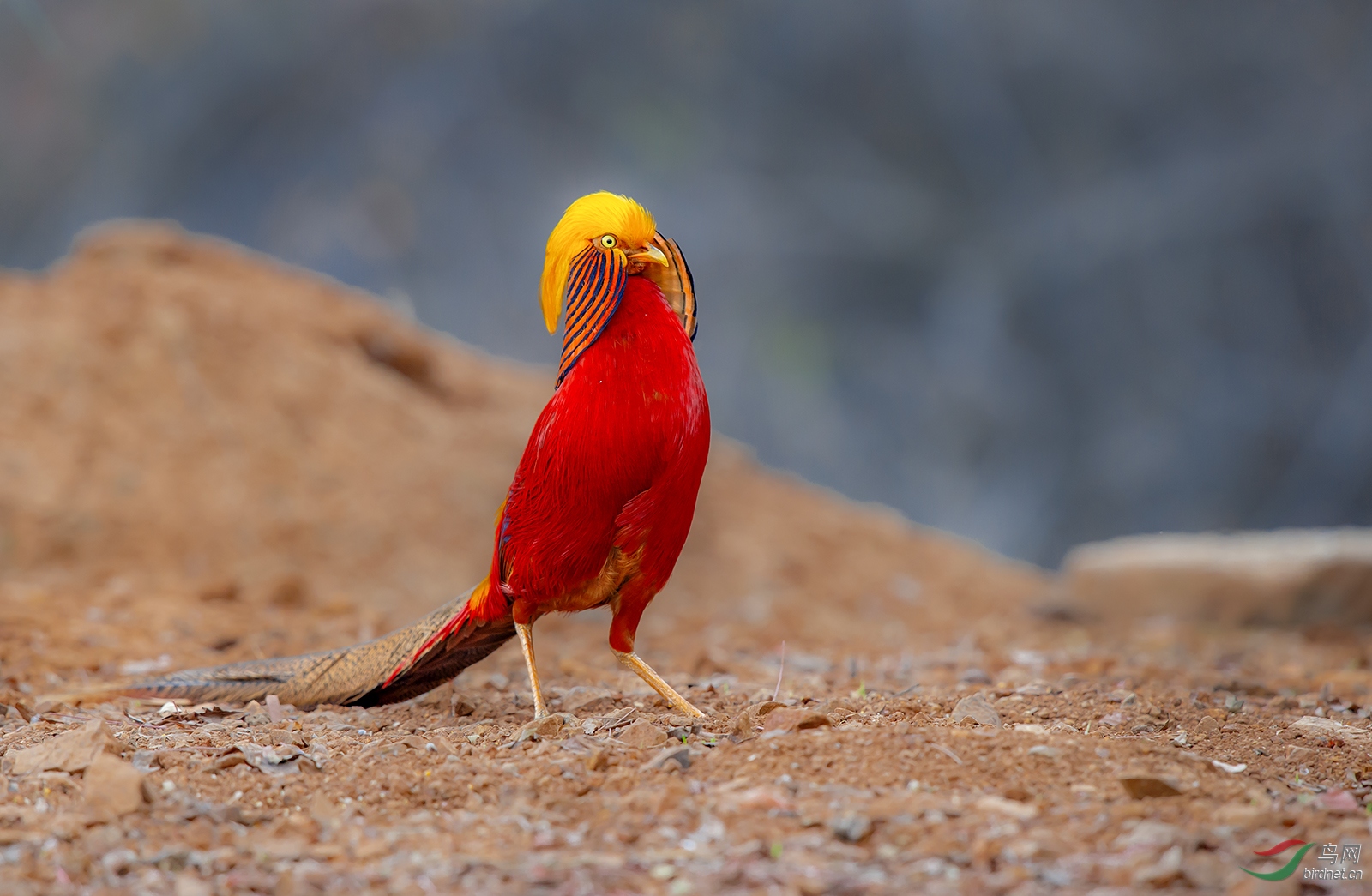 _DSC2528-1.jpg