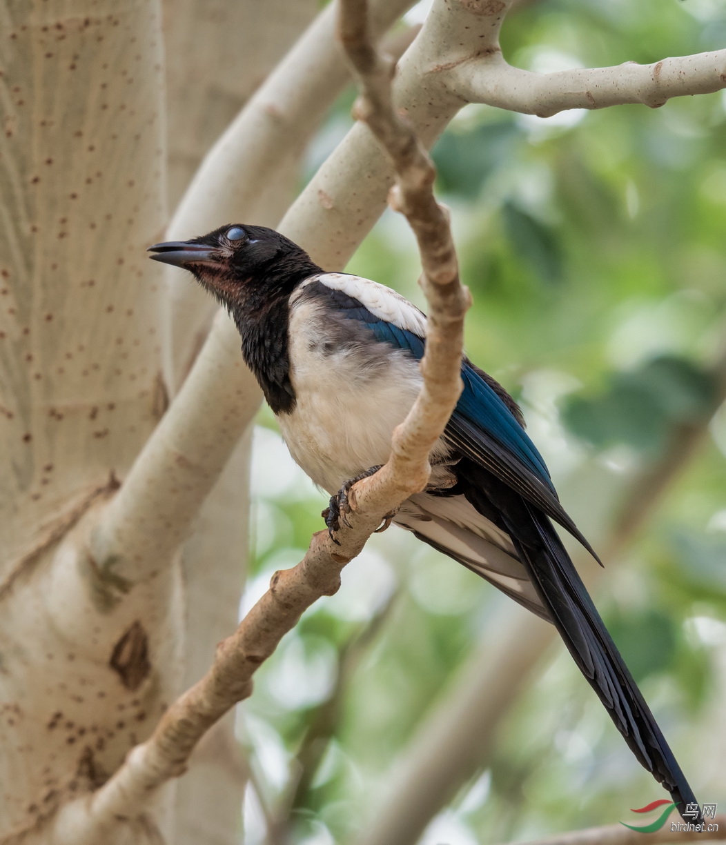 �Ա���˯��