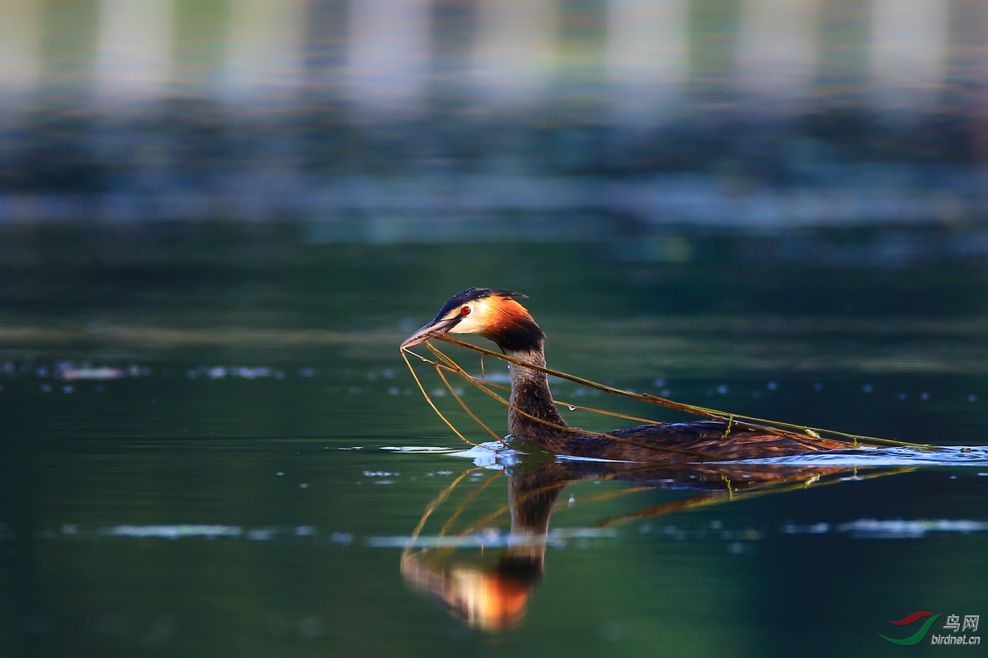 ��ͷ����