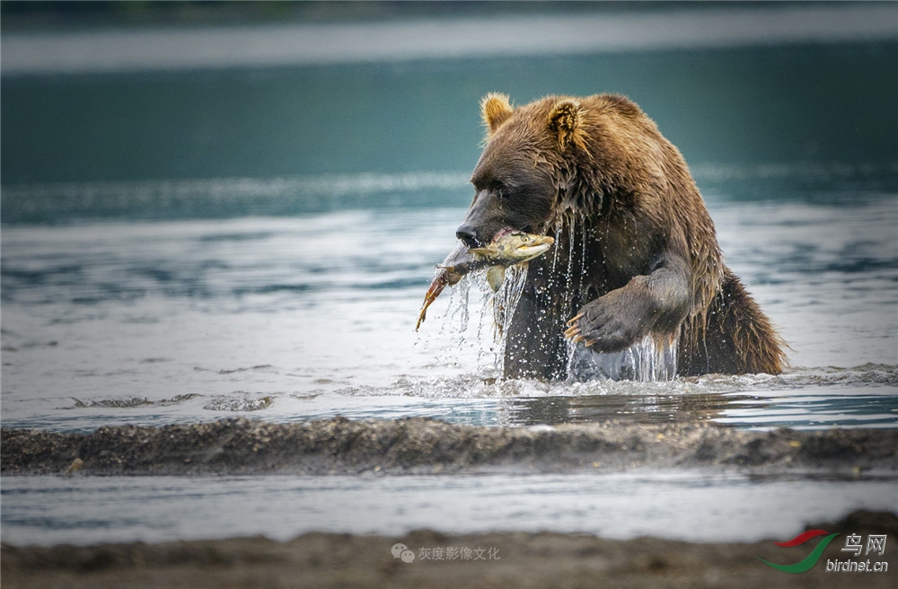 7����13  Brown bear13��������ľ�����ʱ��.jpg