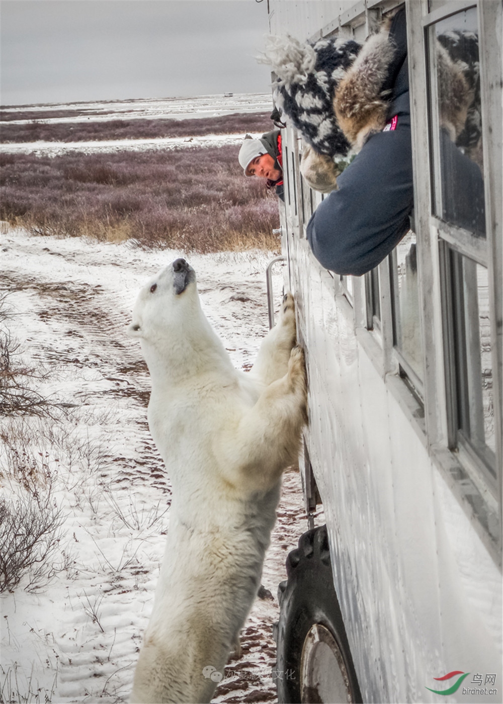 8������16 Polar bear16���������ڱ�����Ӫ��.jpg