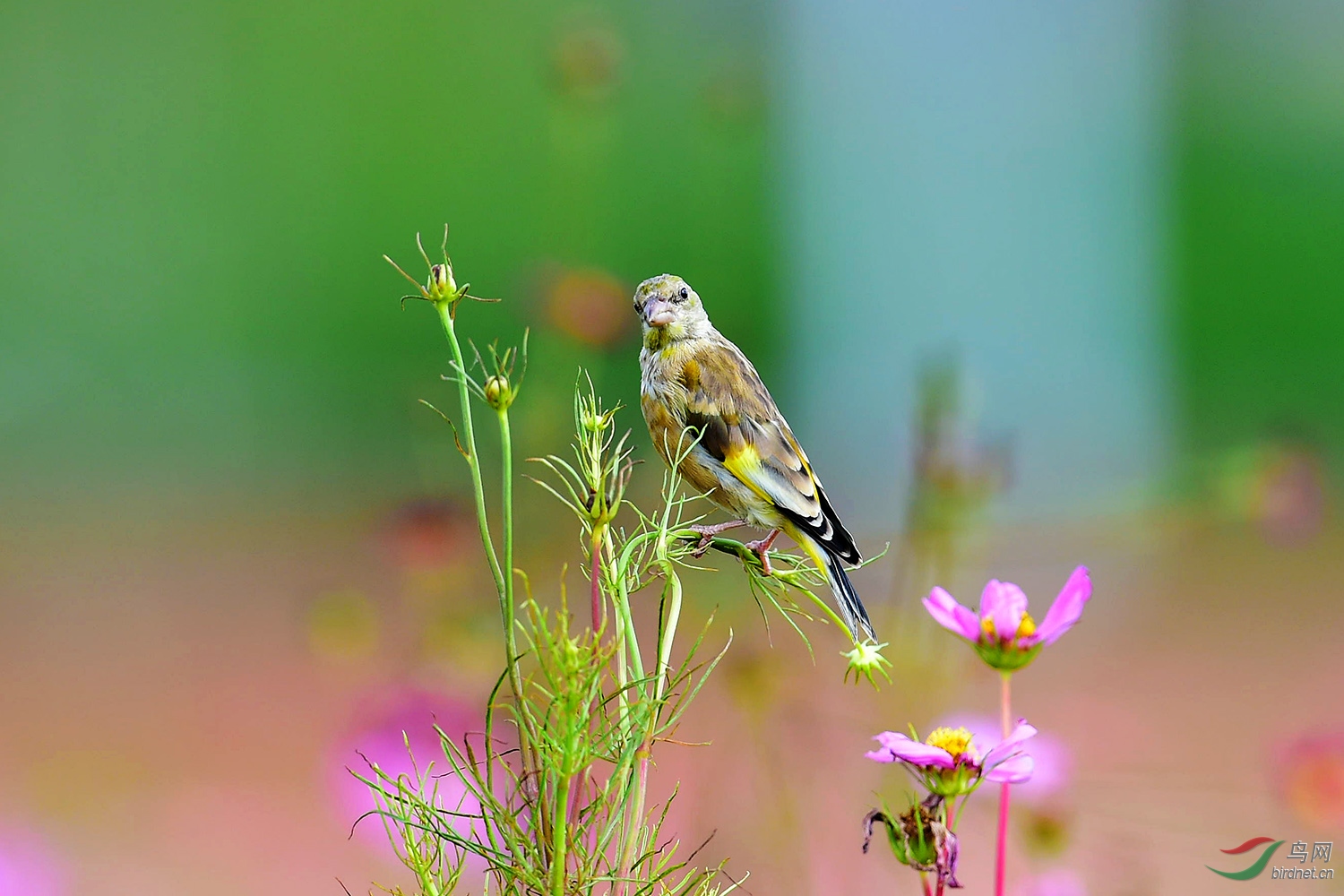 DSC_8391fb.jpg