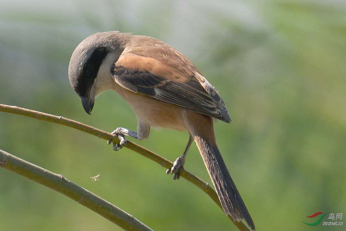 棕背伯劳捕食飞虫