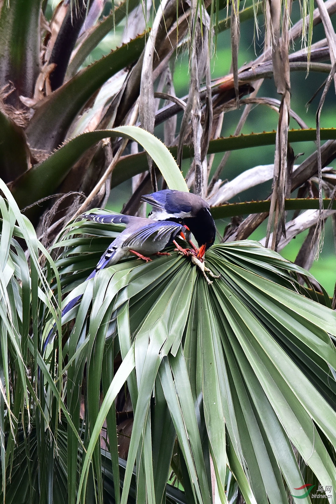 DSC_0204.JPG