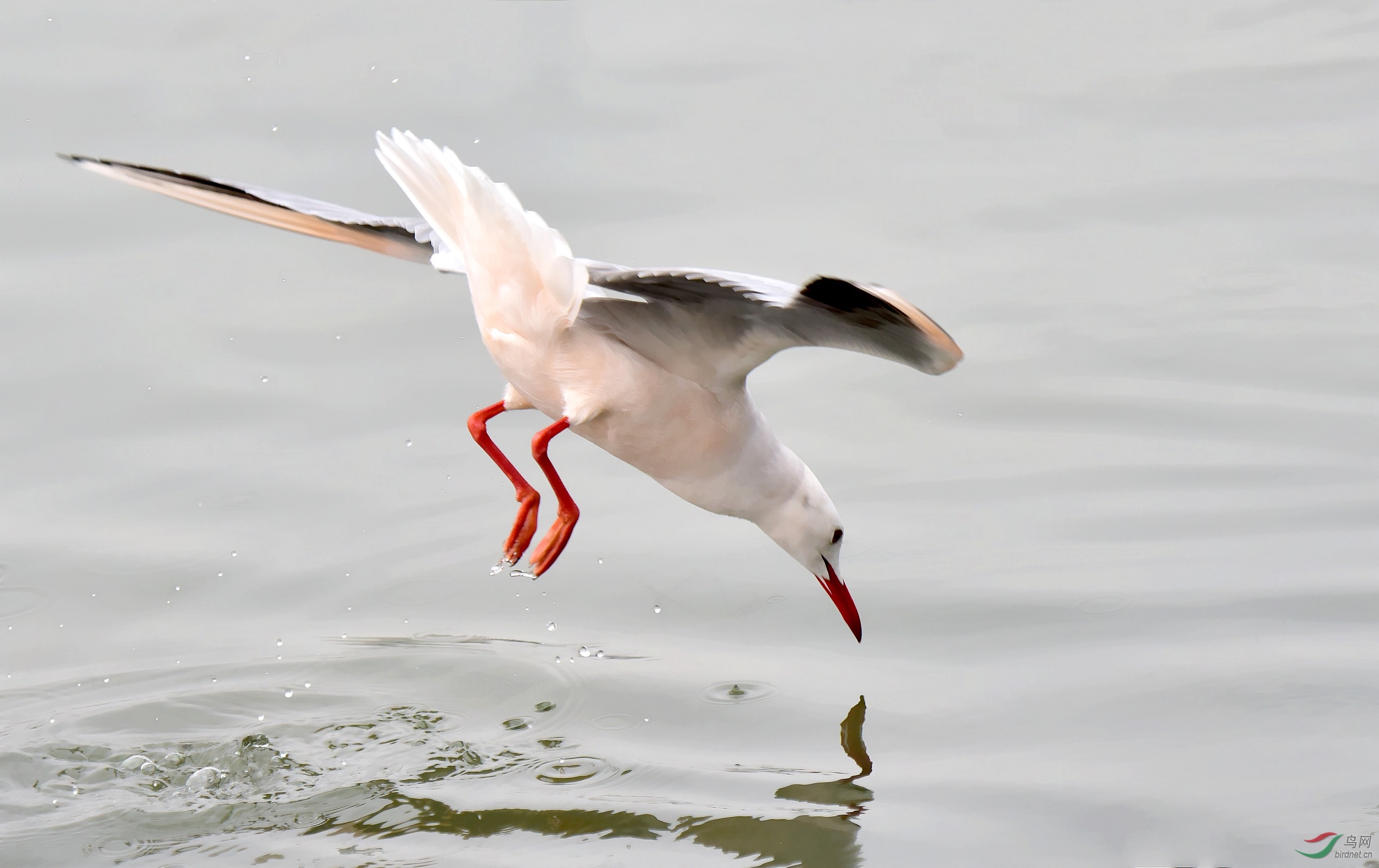 DSC_4712_conew2.jpg