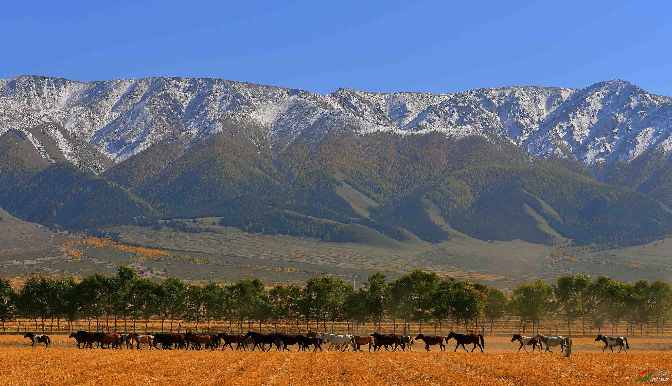 ��ɽ����