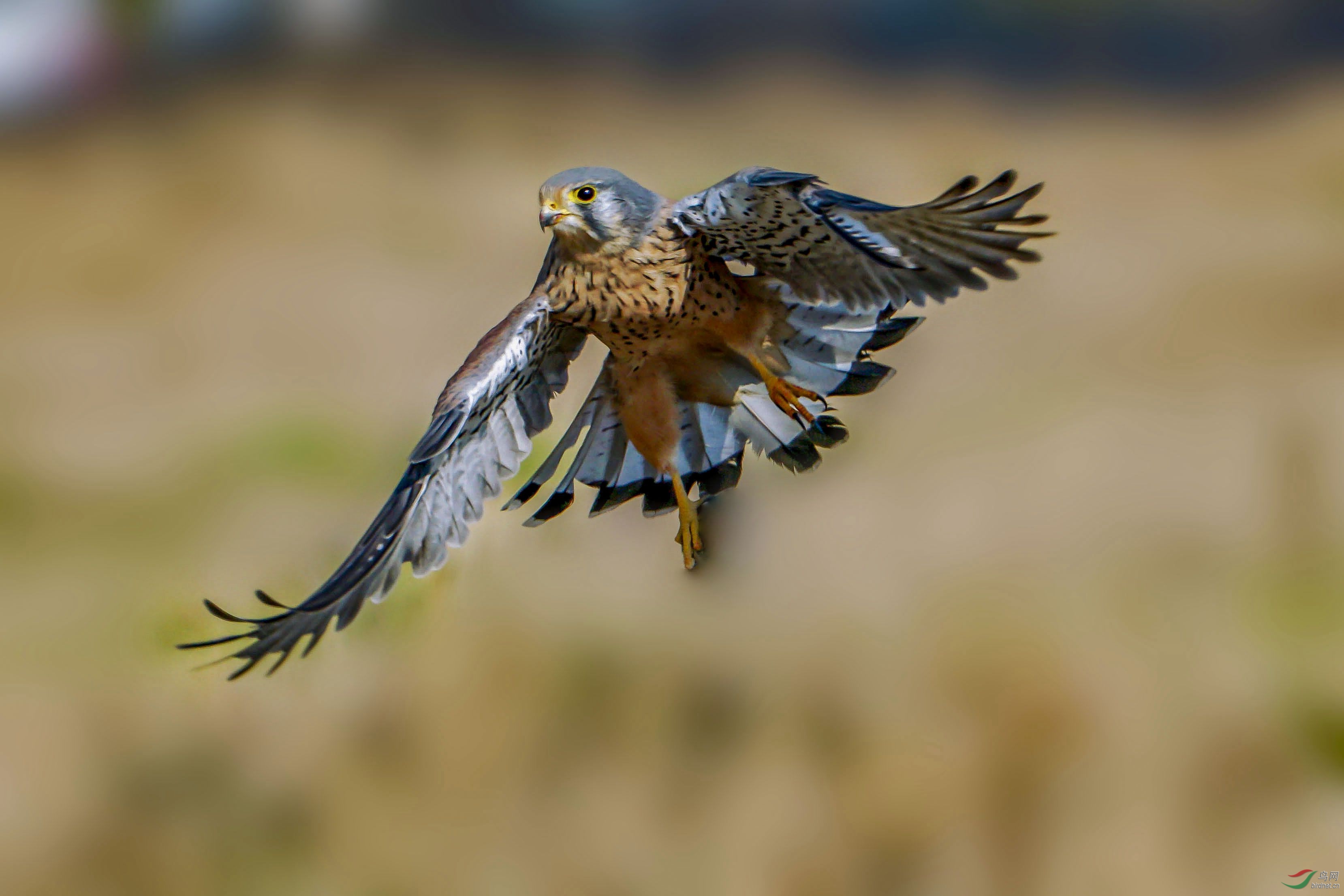 [猛禽] --------小旋风