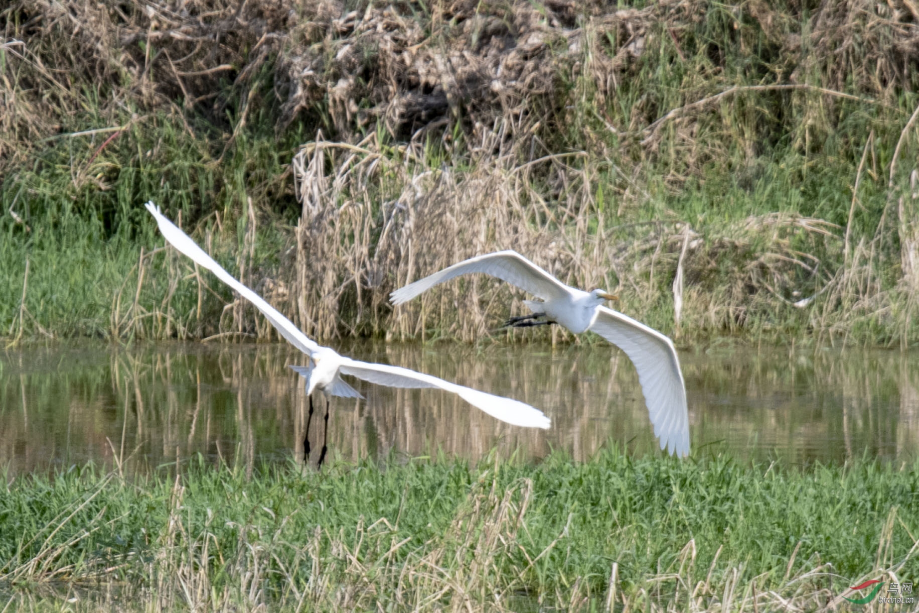 D50_1239.jpg