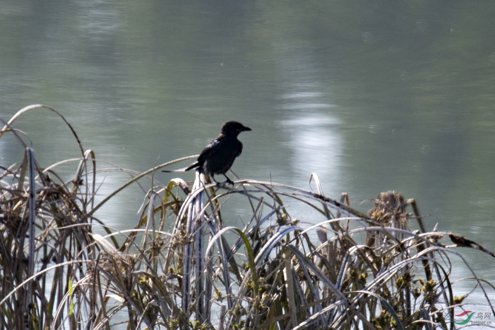 D50_1437.jpg