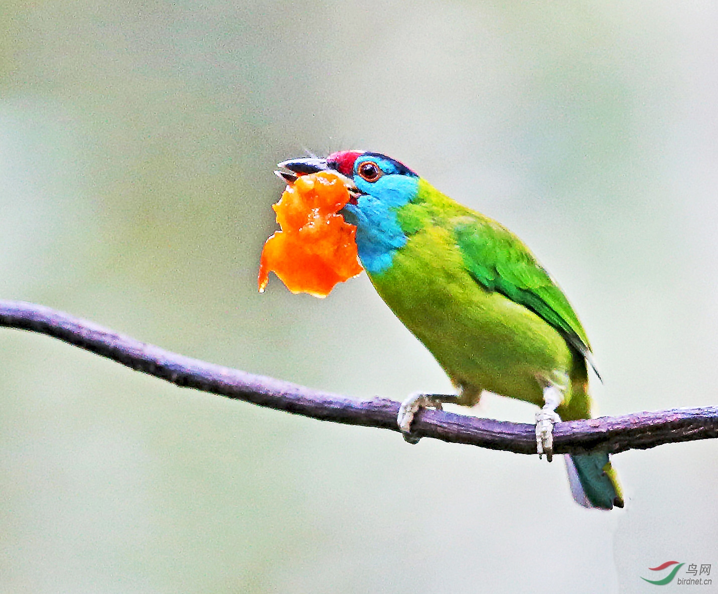 CI6W5850��������ľ��.jpg