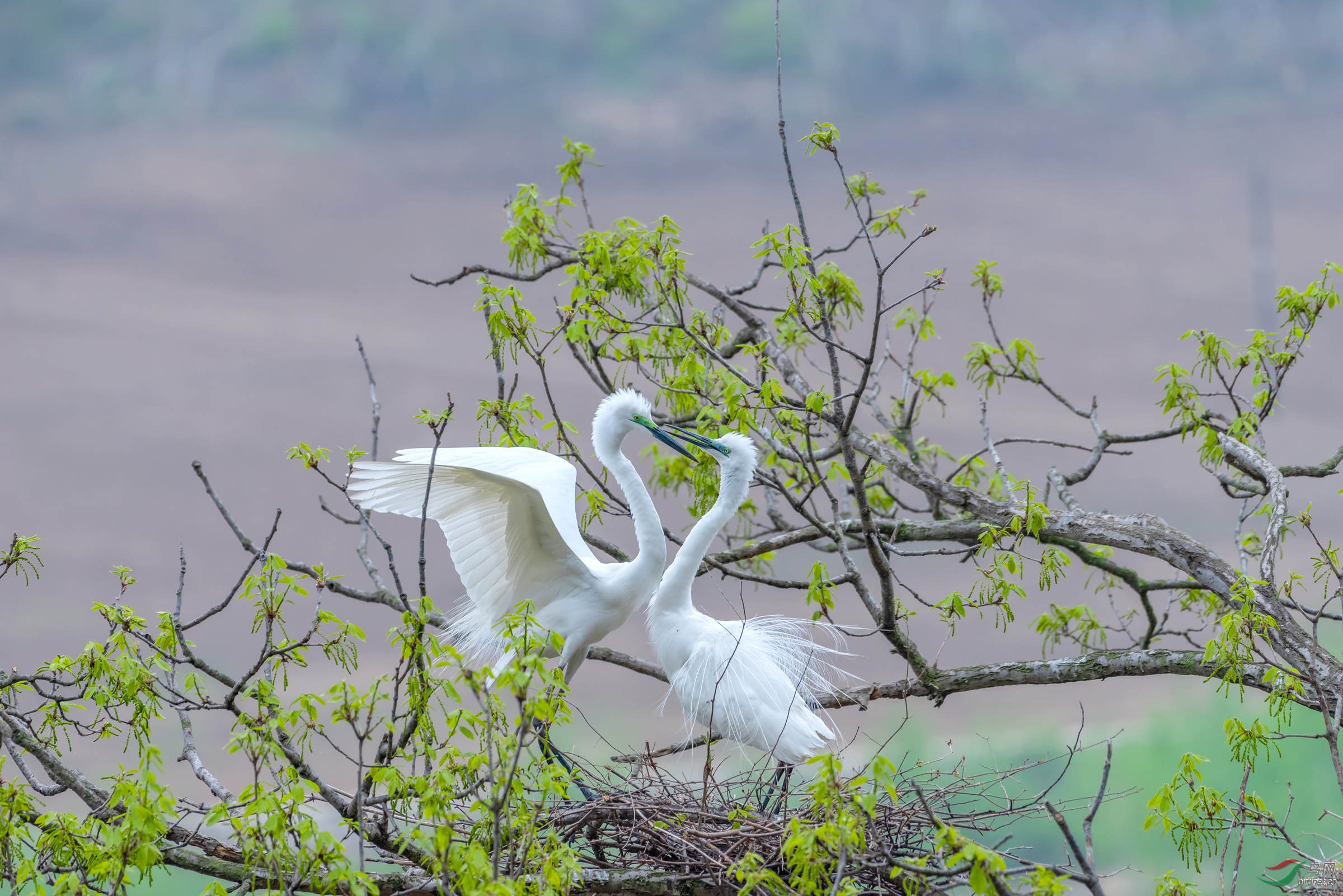 DSC_6148_����.jpg