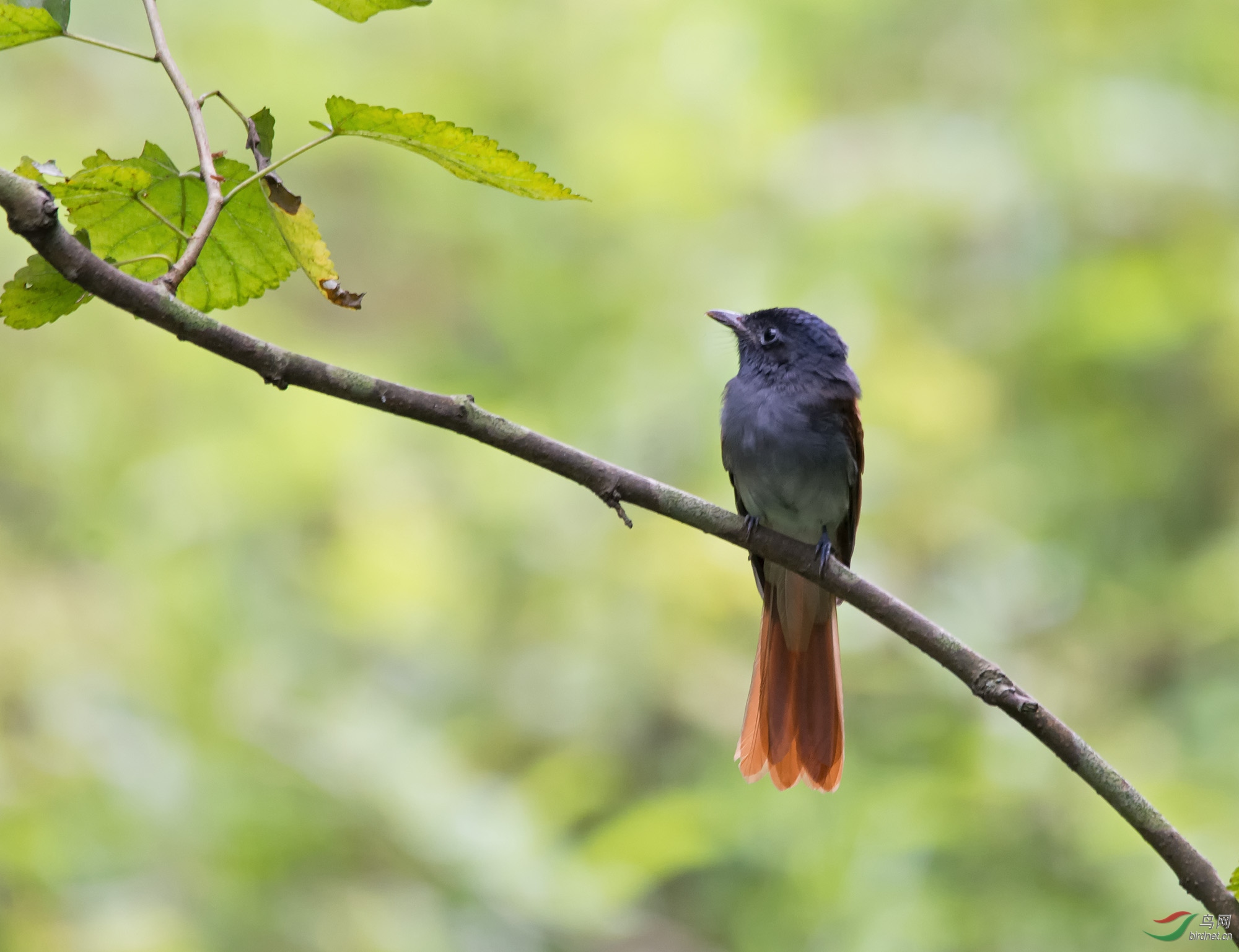 DSC_8146-1.jpg
