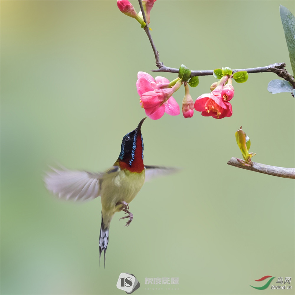 ̫����1Sunbirds1����Ӣ��Ӱʦ��Ʒ