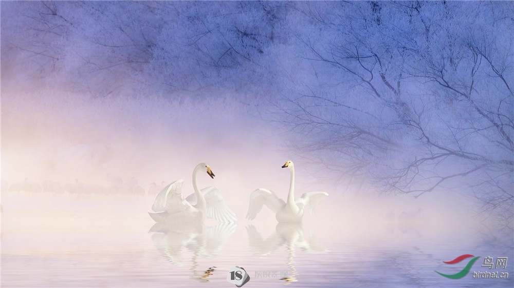 ���1 Swan1����Ʒ������Ӣ�����ڡ�2019 PSA�й���Ӱչ����չ�����������������֮һ