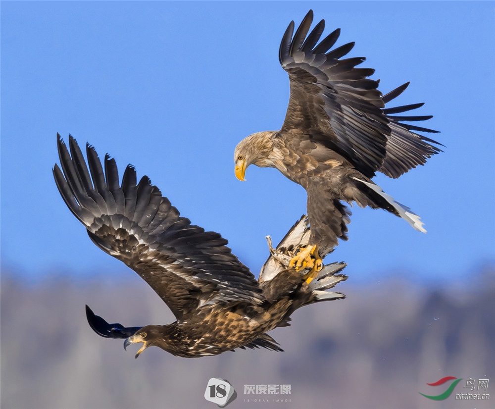 ��ͷ����7Steller's sea eagle7����Ӣ��Ӱʦ��Ʒ