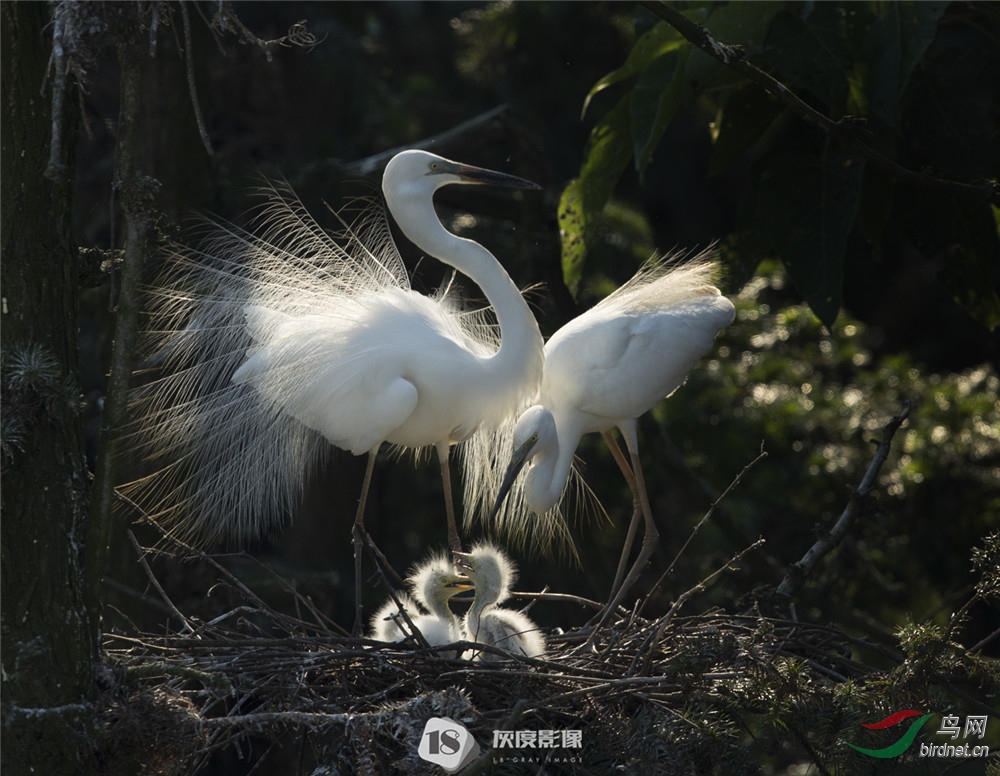 ����21Little Egret21����Ӣ��Ӱʦ��Ʒ