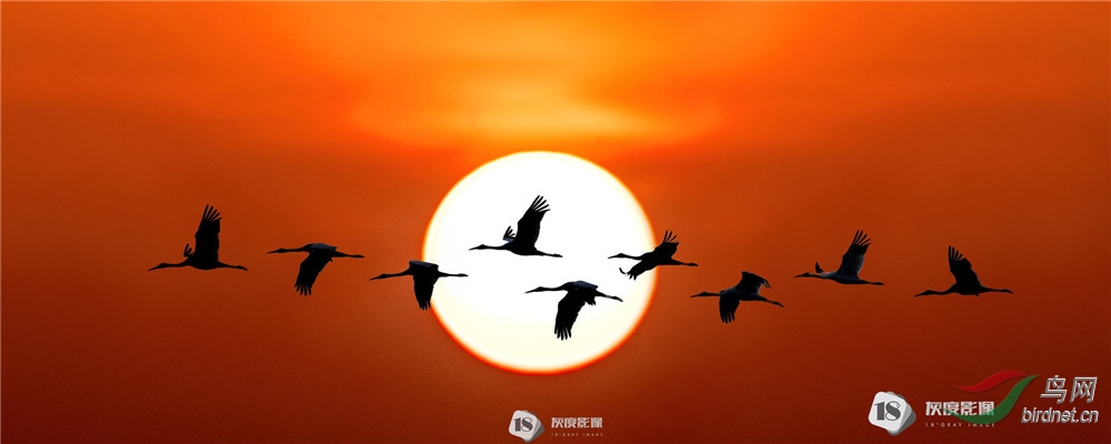 ������2 Red-crowned Crane2����Ӣ��Ӱʦ��Ʒ