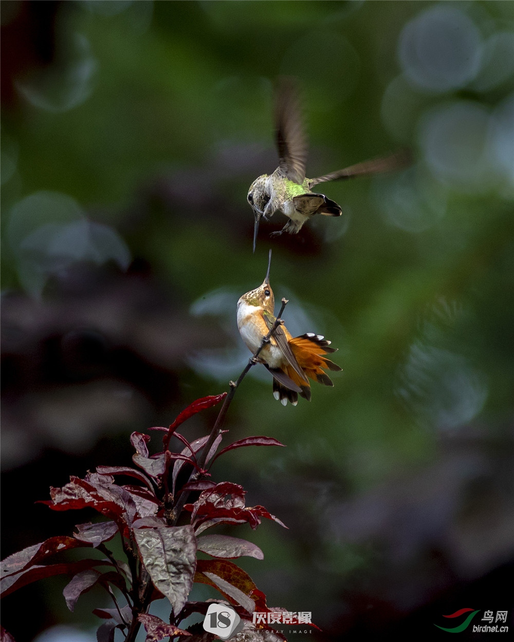 ����Kingfishers����Ӣ��Ӱʦ��Ʒ