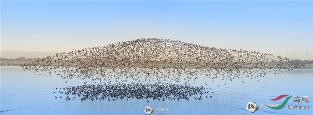 �� Tide of Birds����Ӣ��Ӱʦ��Ʒ