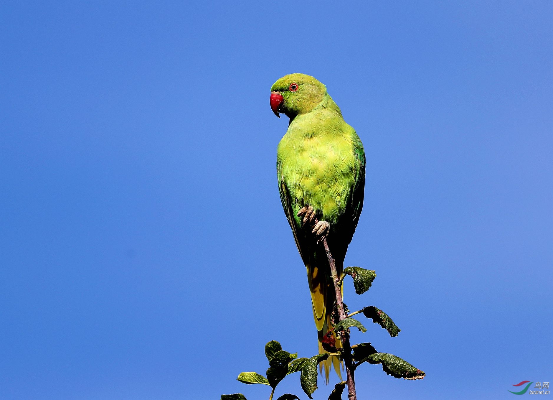 红头绿鹦鹉