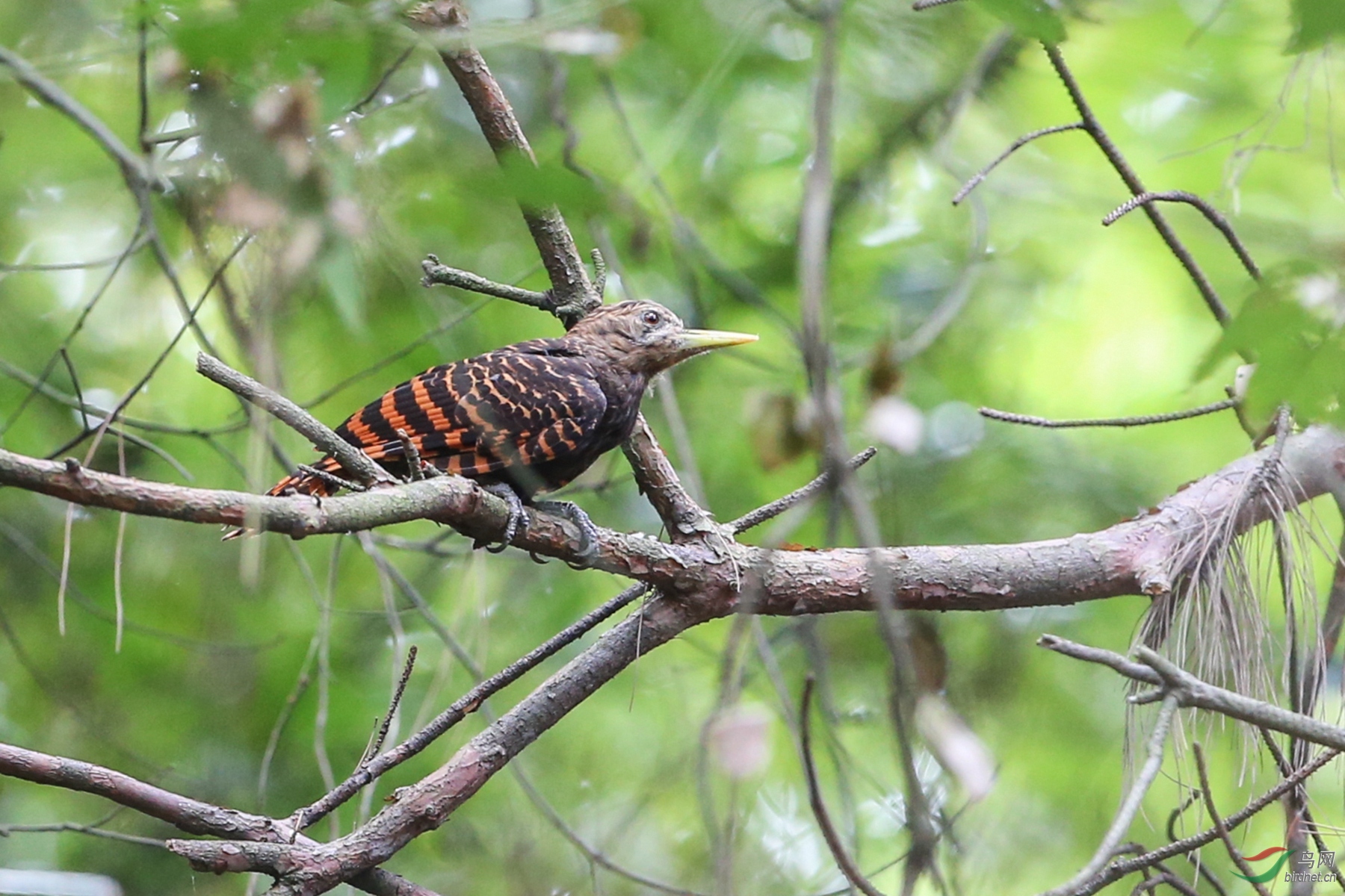 观鸟:黄嘴栗啄木鸟