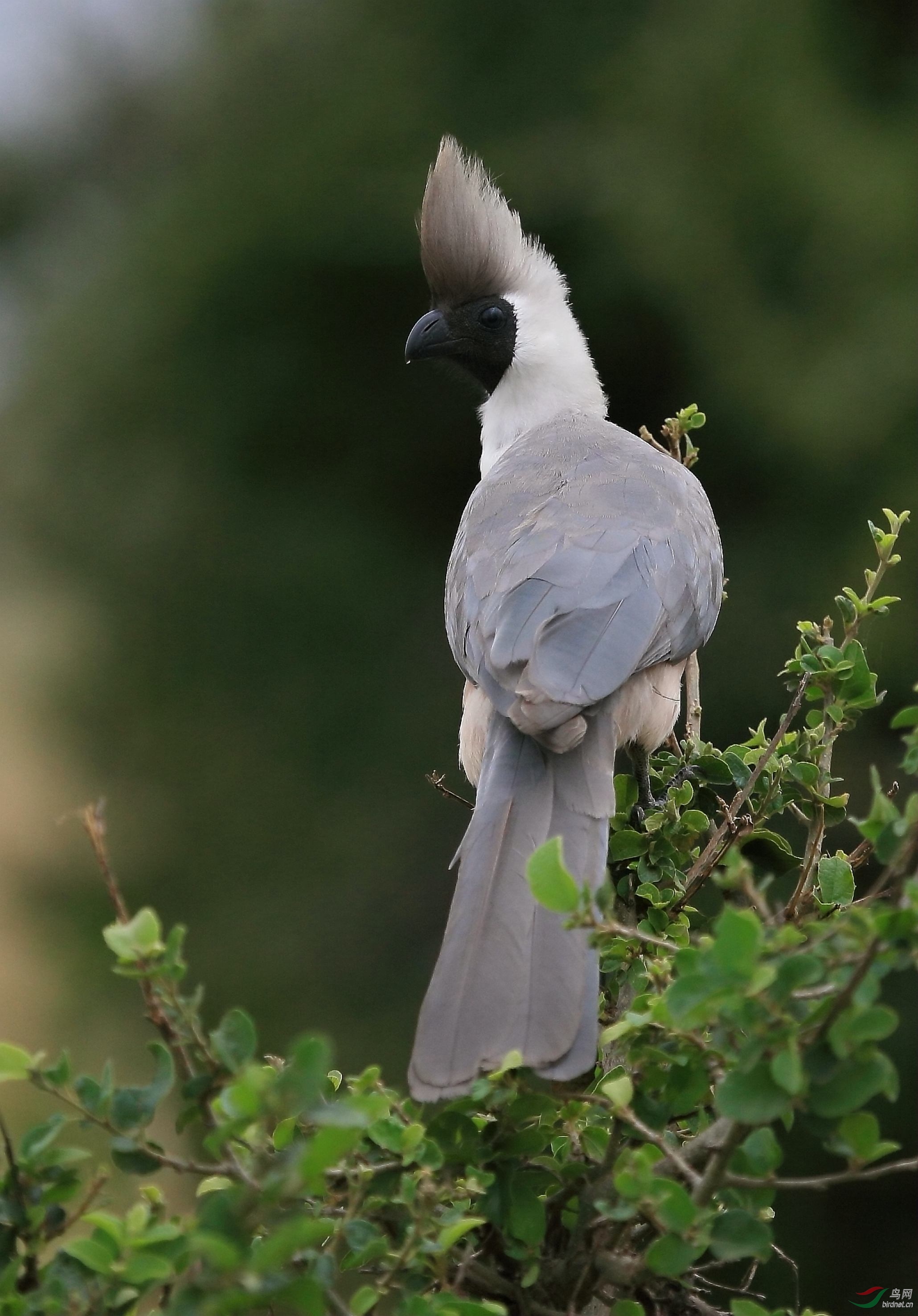 是不是铁面无私呢?