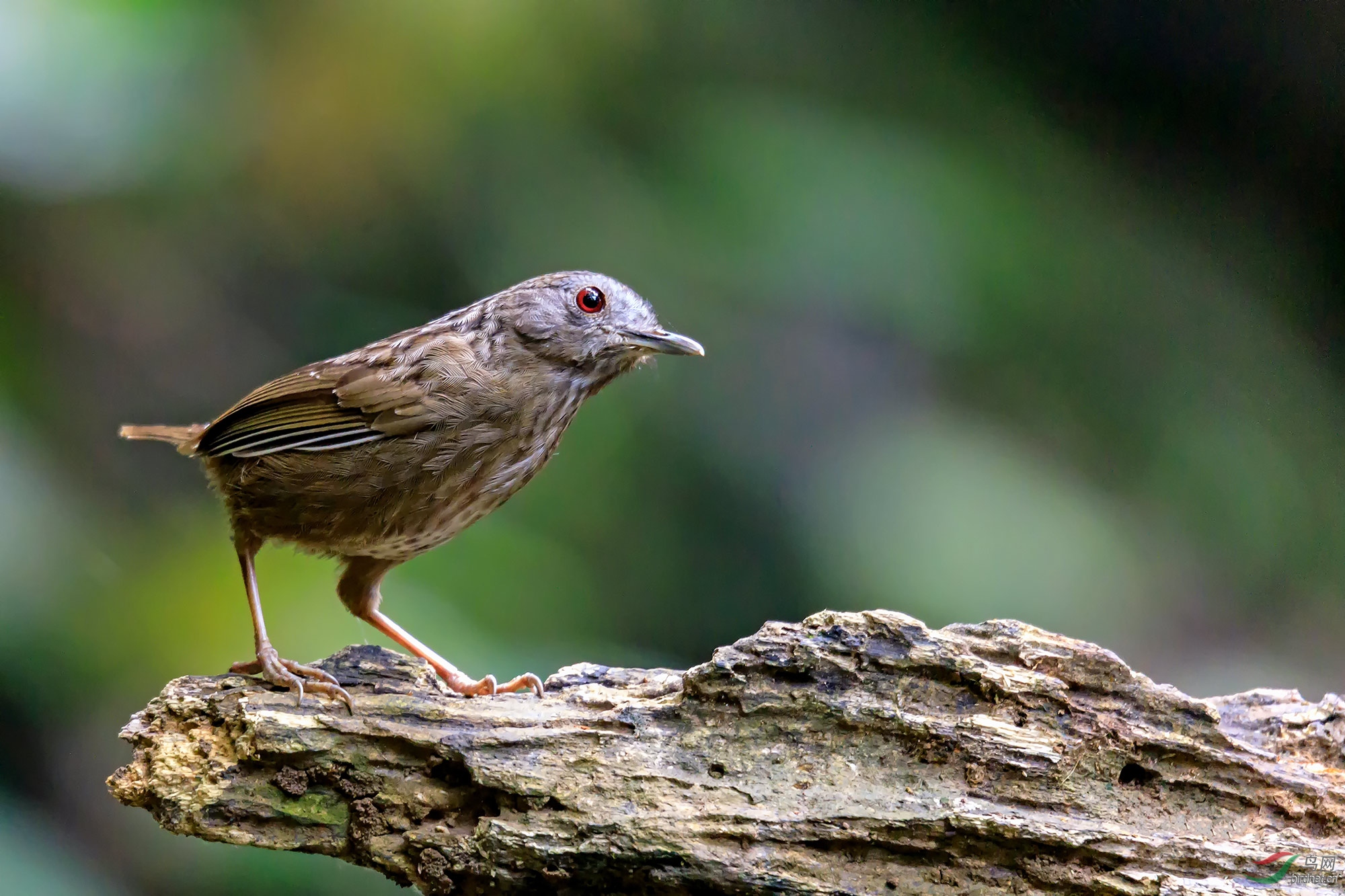 探头探脑短尾鹪鹛