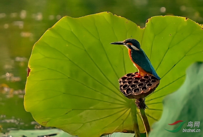 DSC_8688_dh.JPG