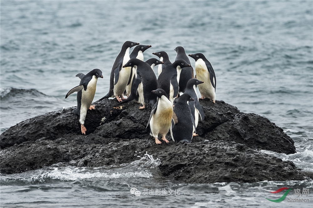 8南極企鵝51 antarctic penguin51.jpg