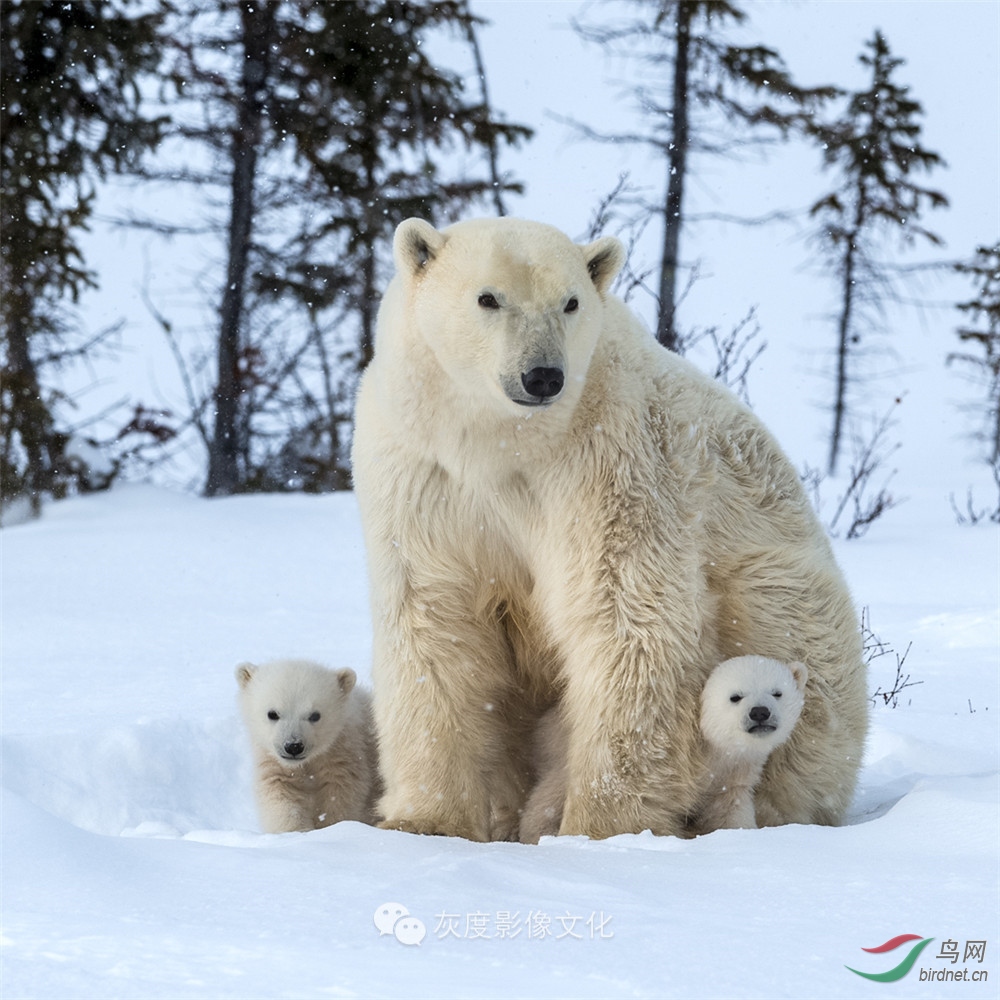 7������7 The polar bear7.jpg