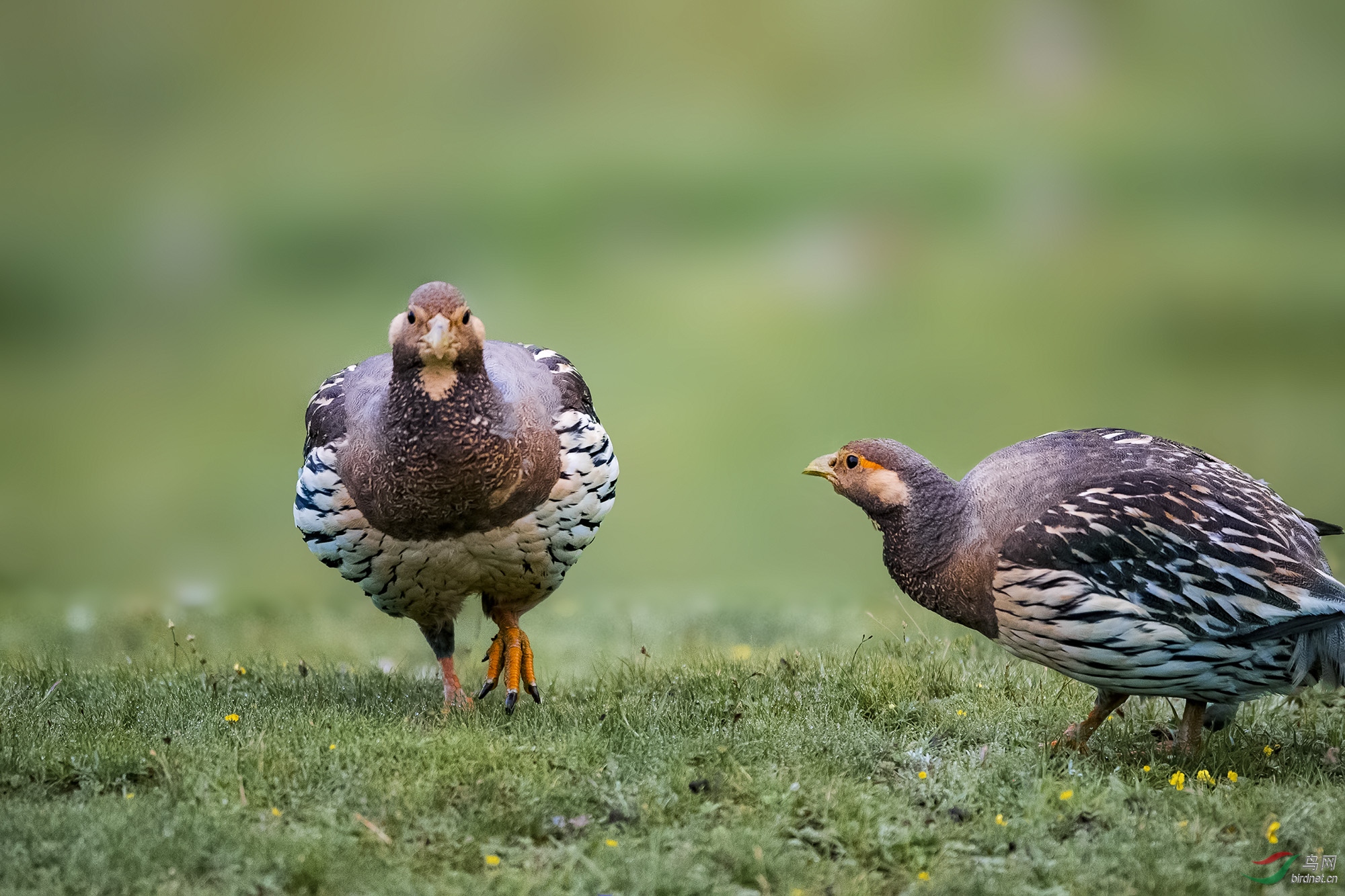 DSC_1250-1.jpg