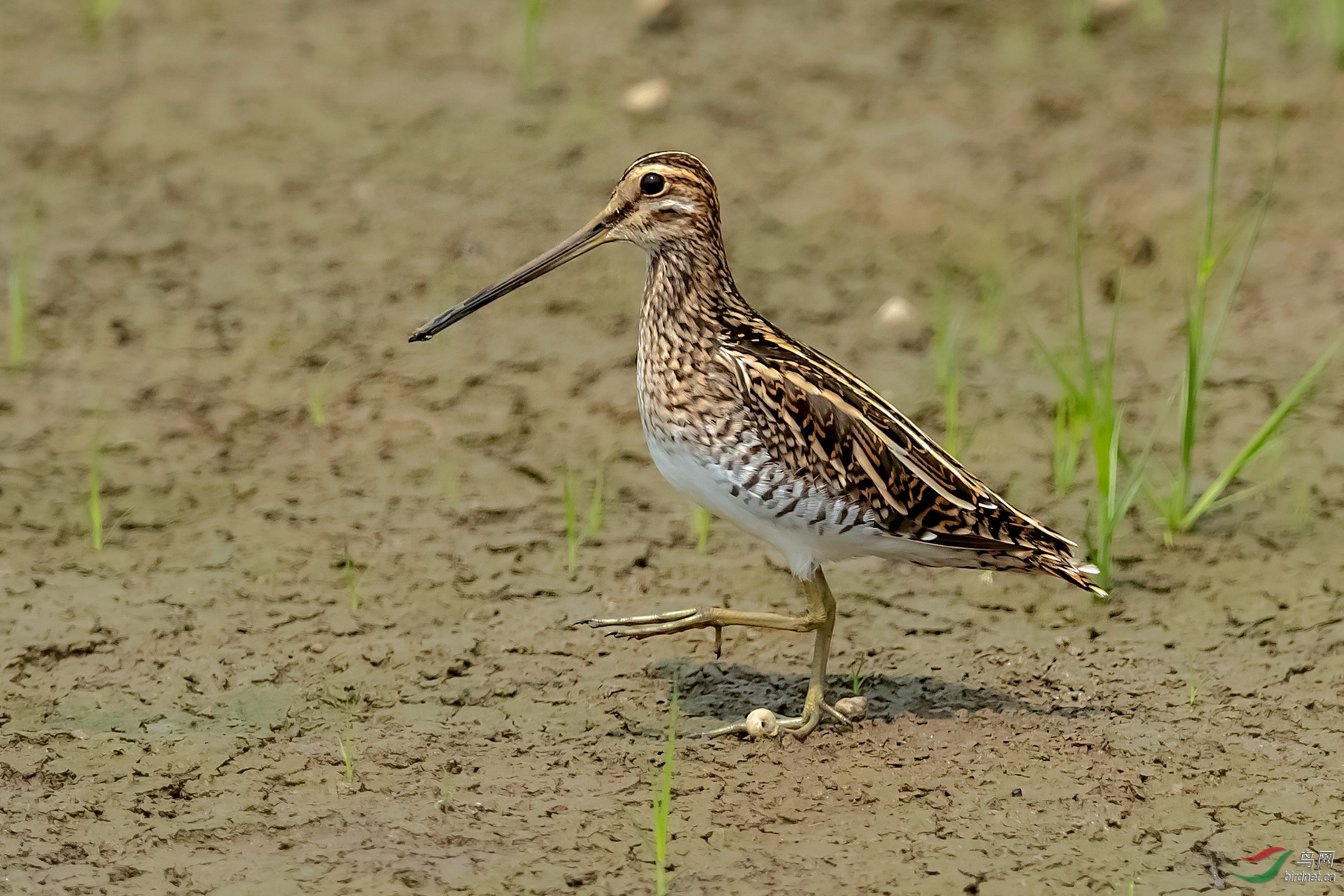 胆小谨慎的扇尾沙锥