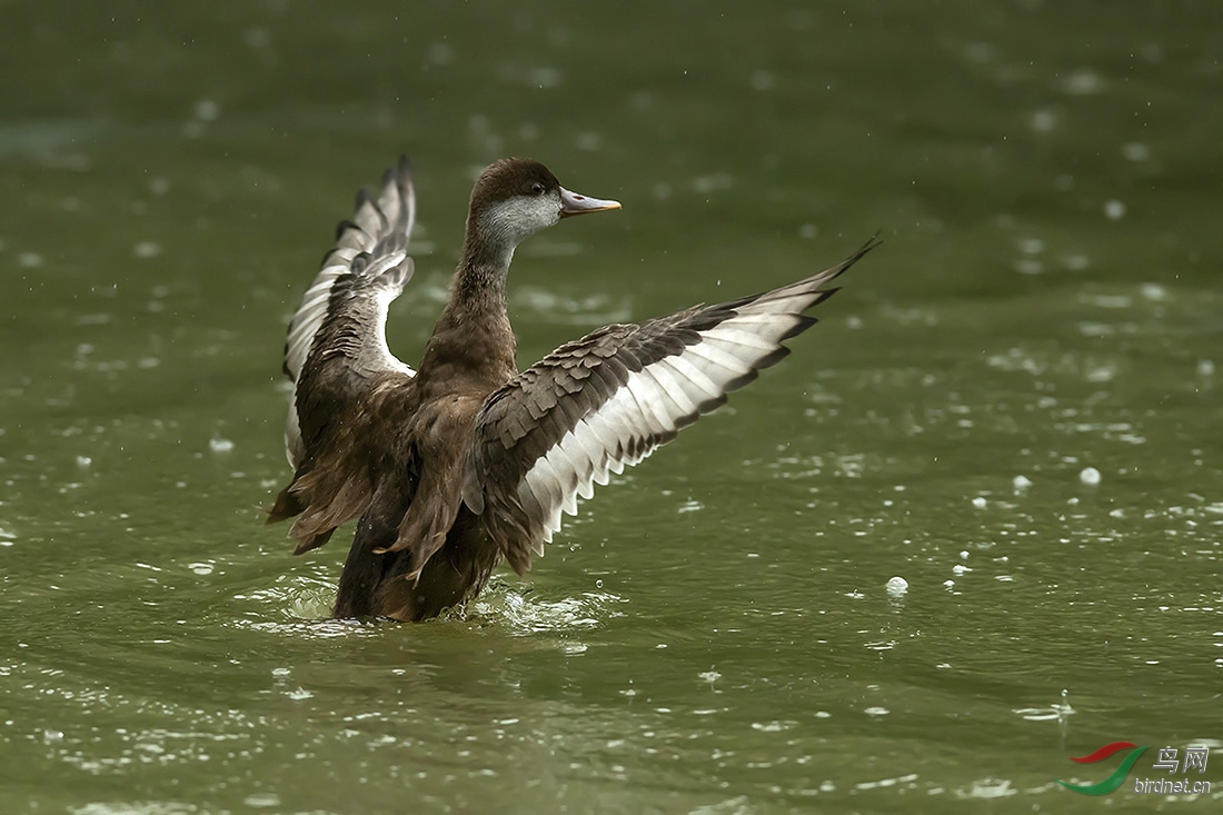 DSC_92755aaa.jpg