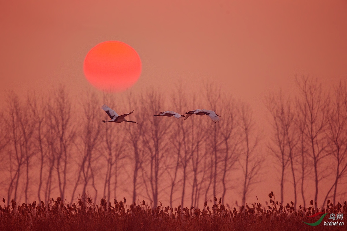 日出鹤飞