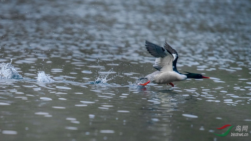20171212-20171212-DSC01467.jpg