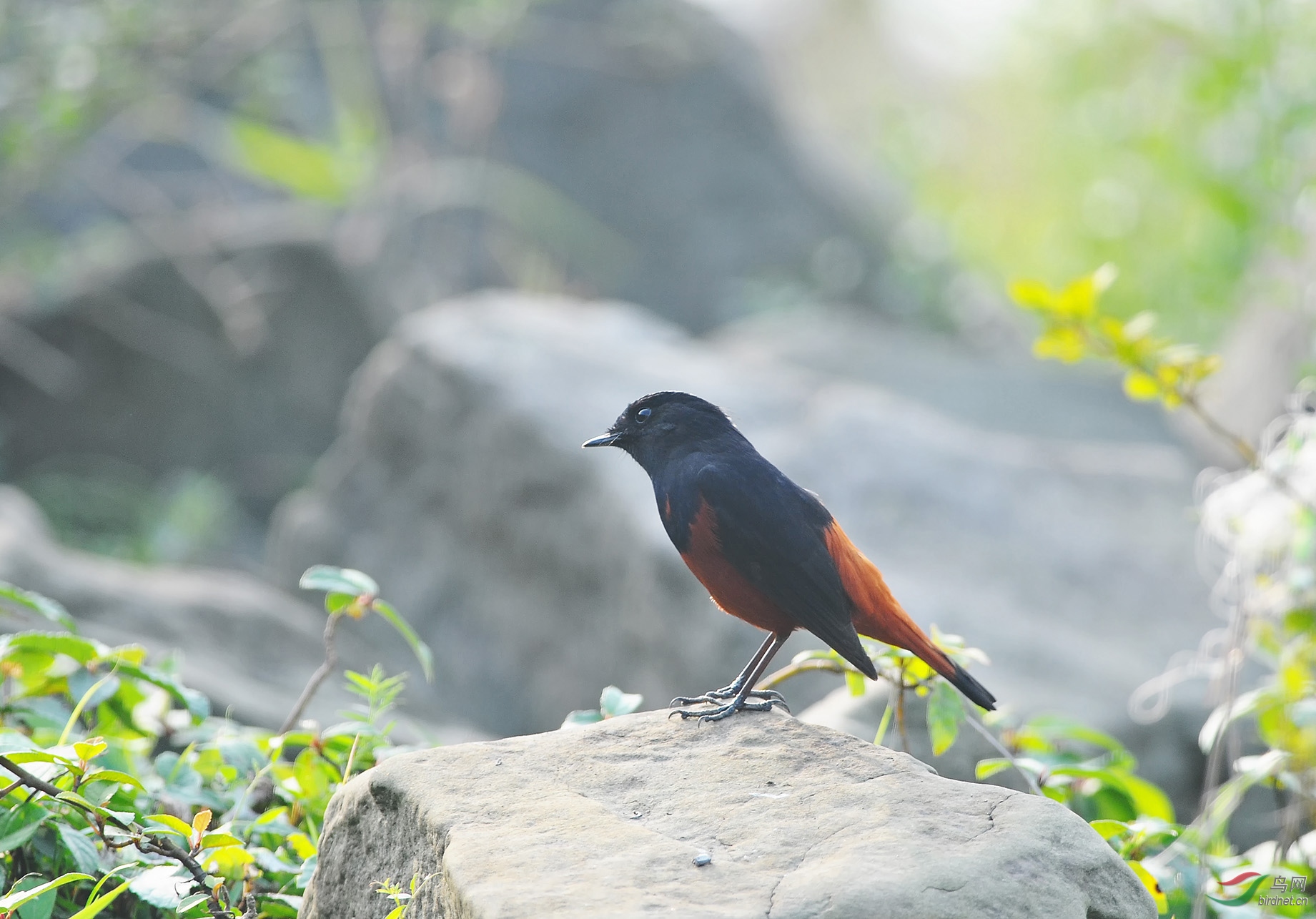 DSC_0530-1.jpg