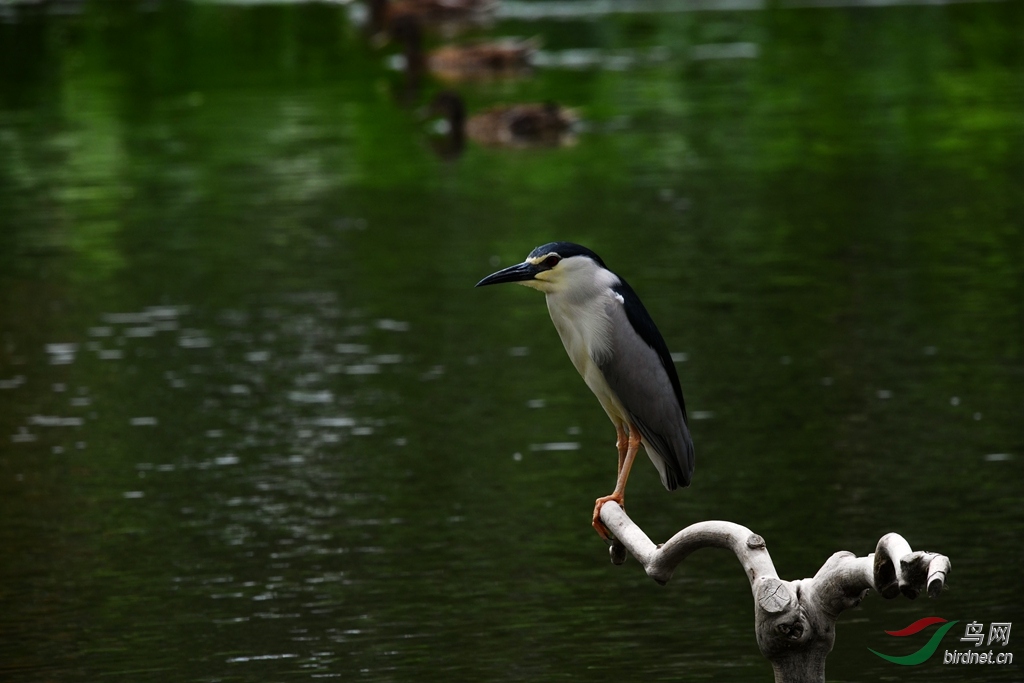 DSC_0852_����.jpg