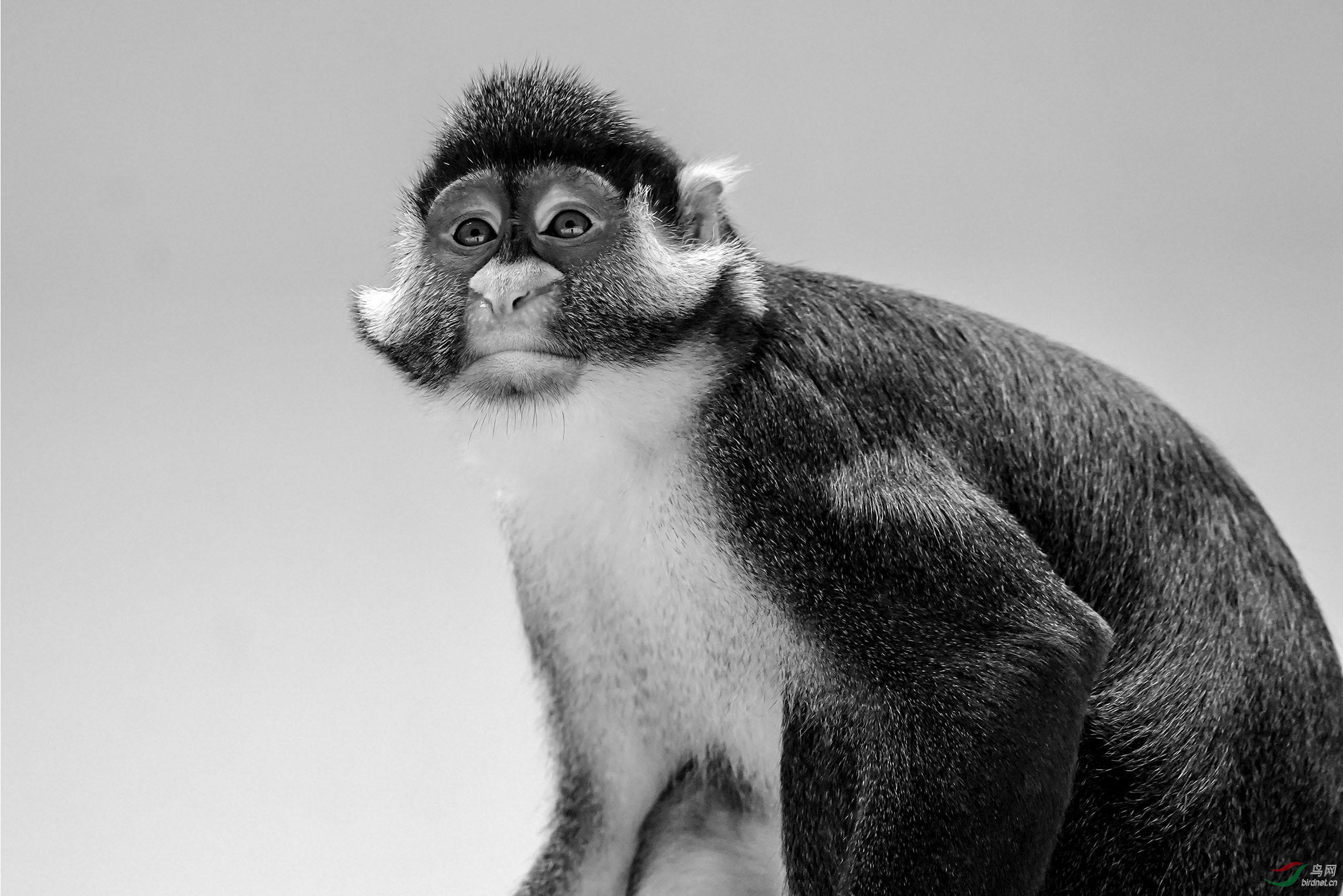 凝望——白鼻长尾猴