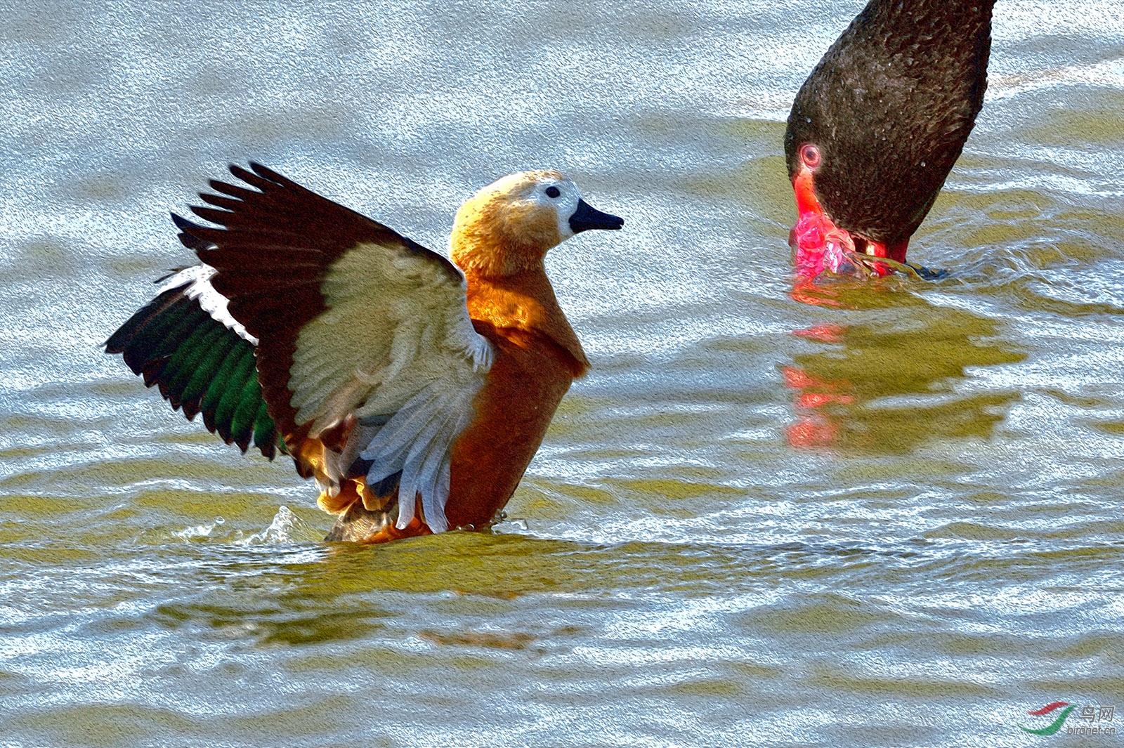 _DSC4469_8774aw1.jpg