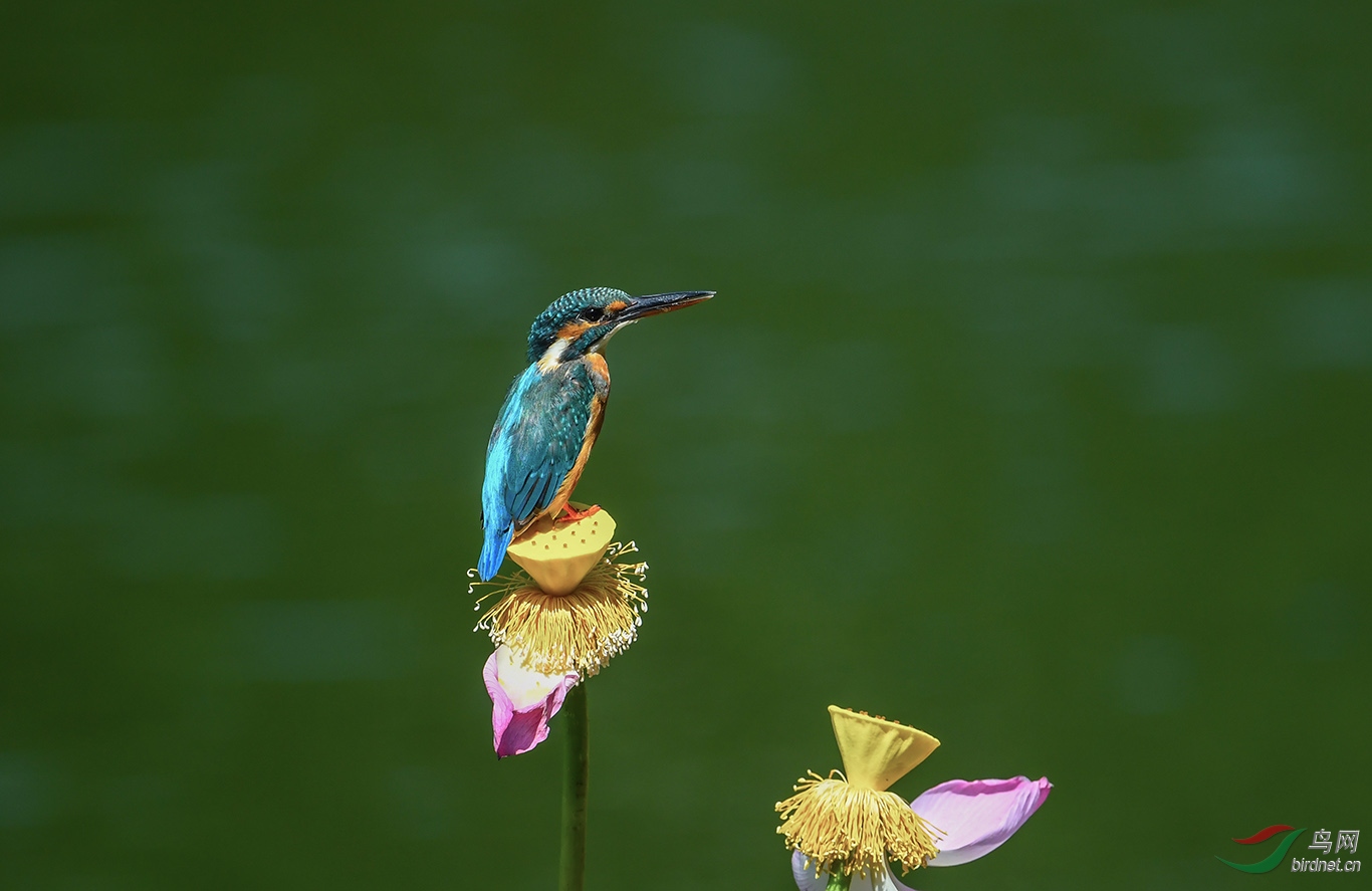 DSC_0449.JPG
