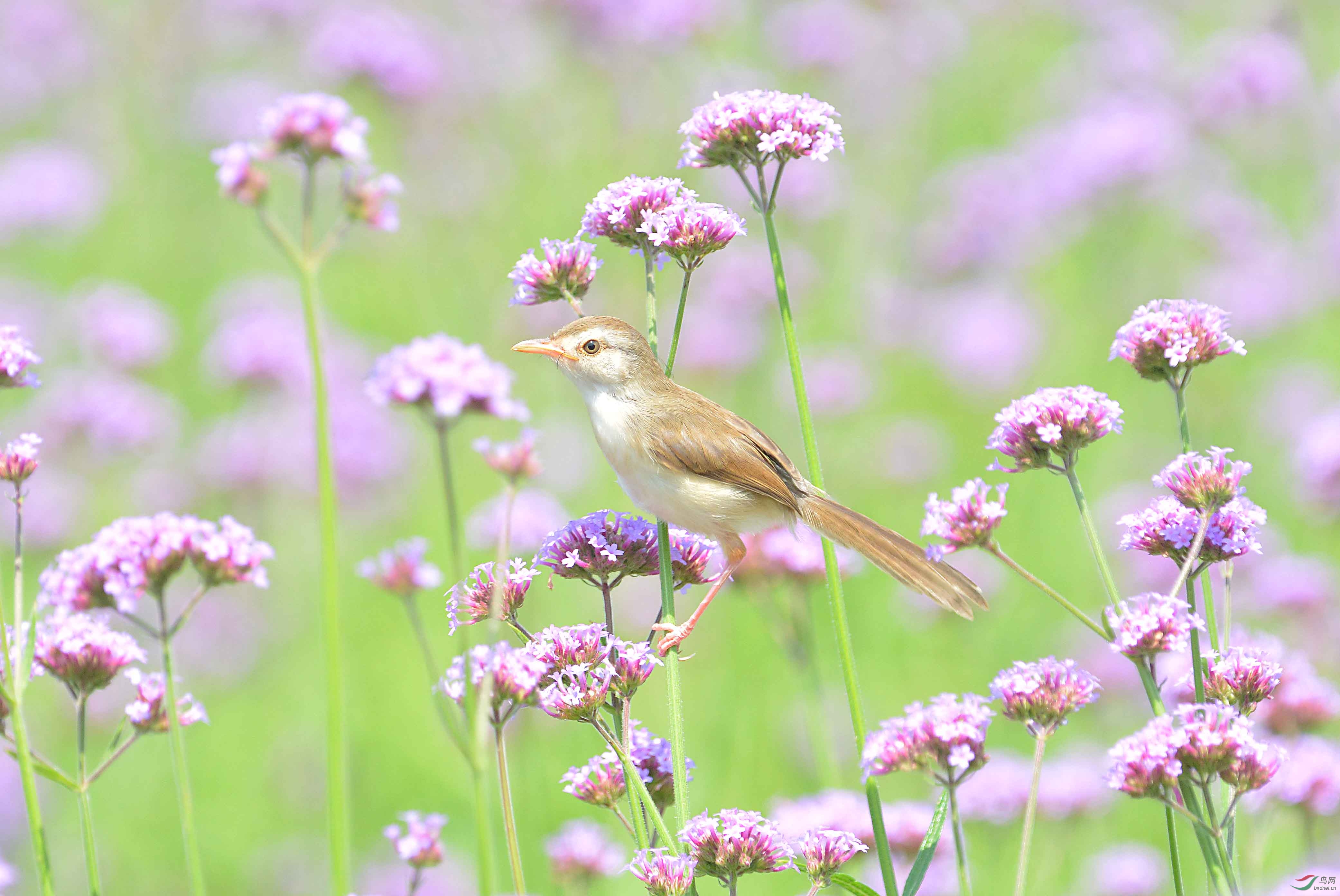 绿叶紫花中的鹪莺