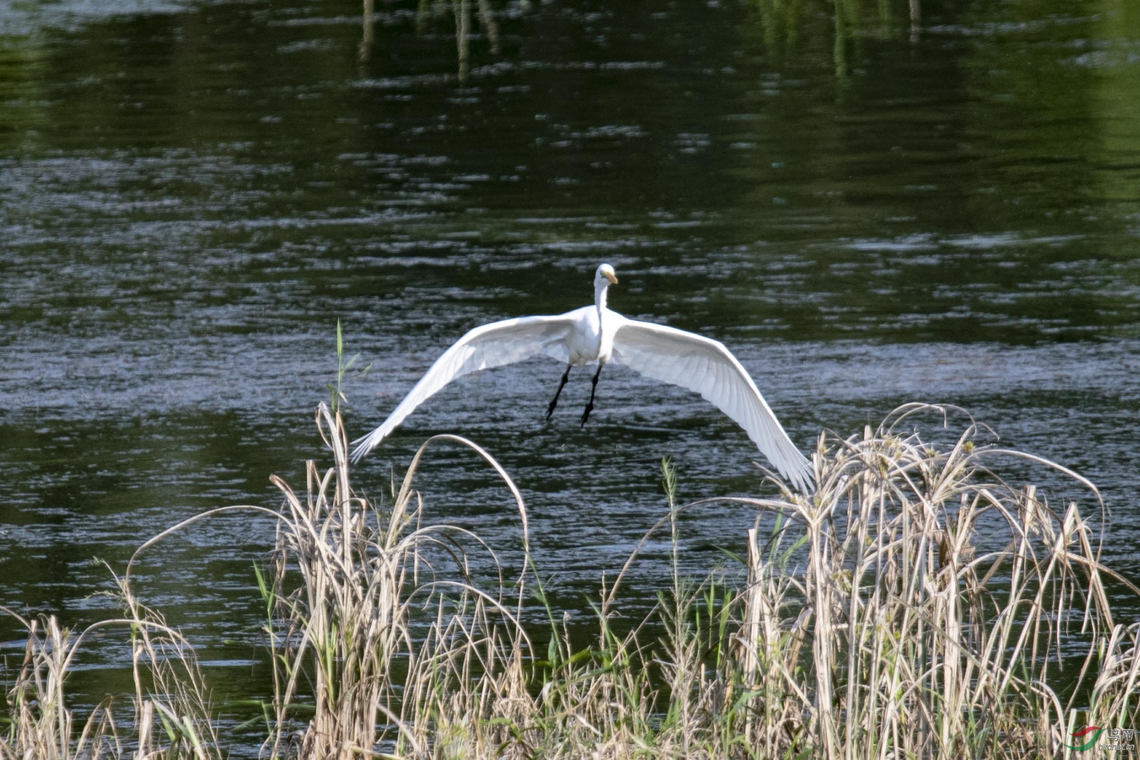 D50_1256.jpg