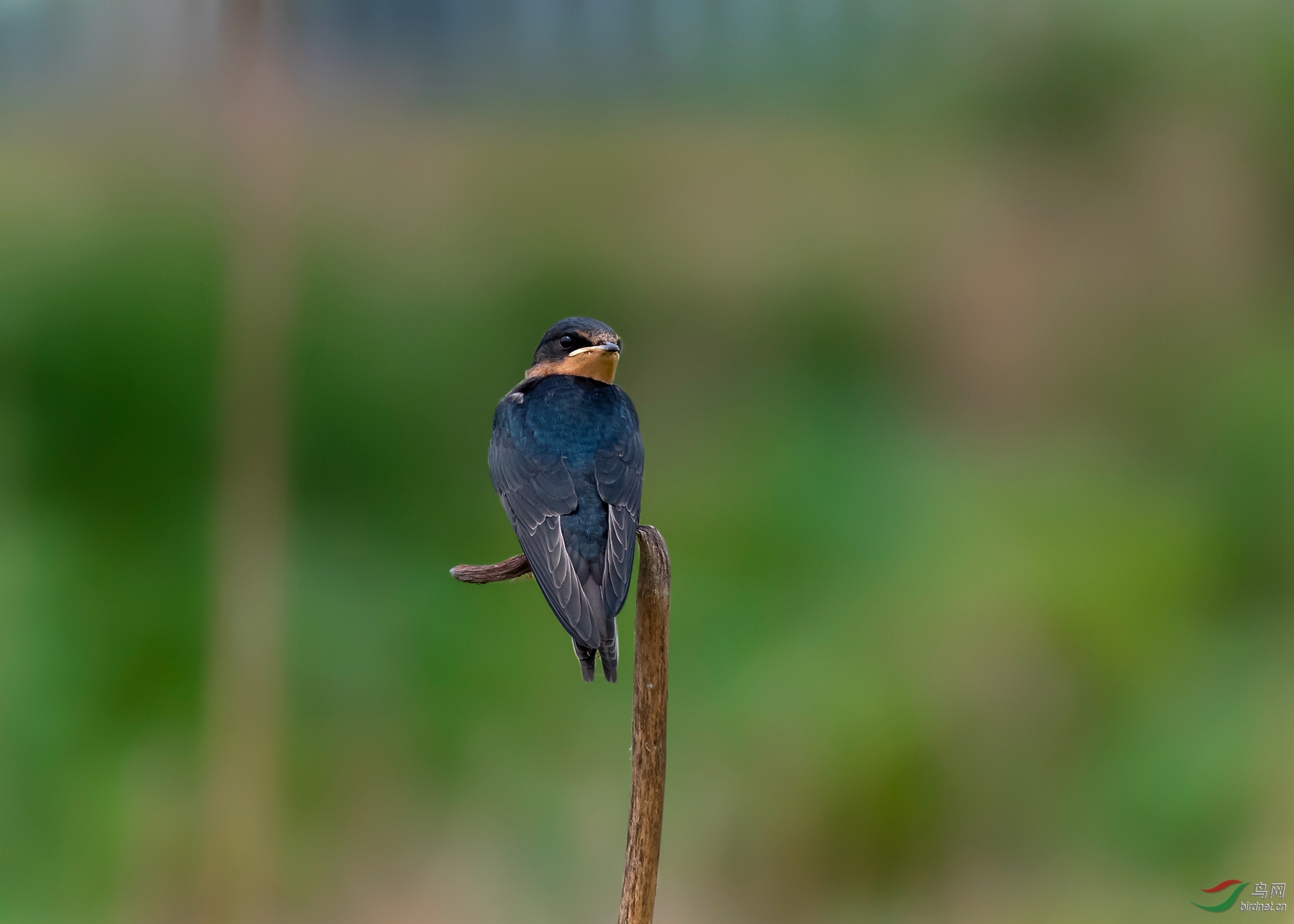 DSC_3116-1_����.jpg
