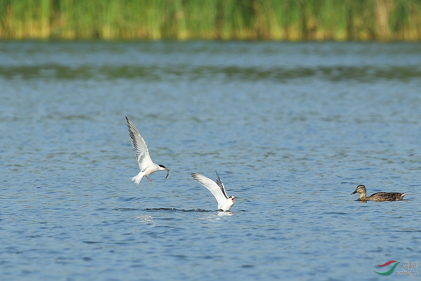 DSC_3428_00001.jpg