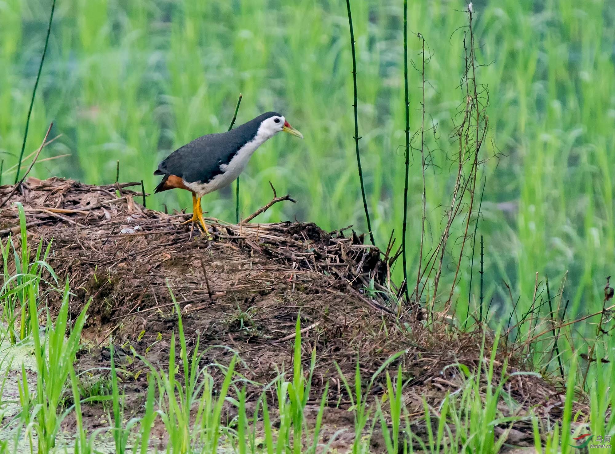 DSC_4824-1.jpg