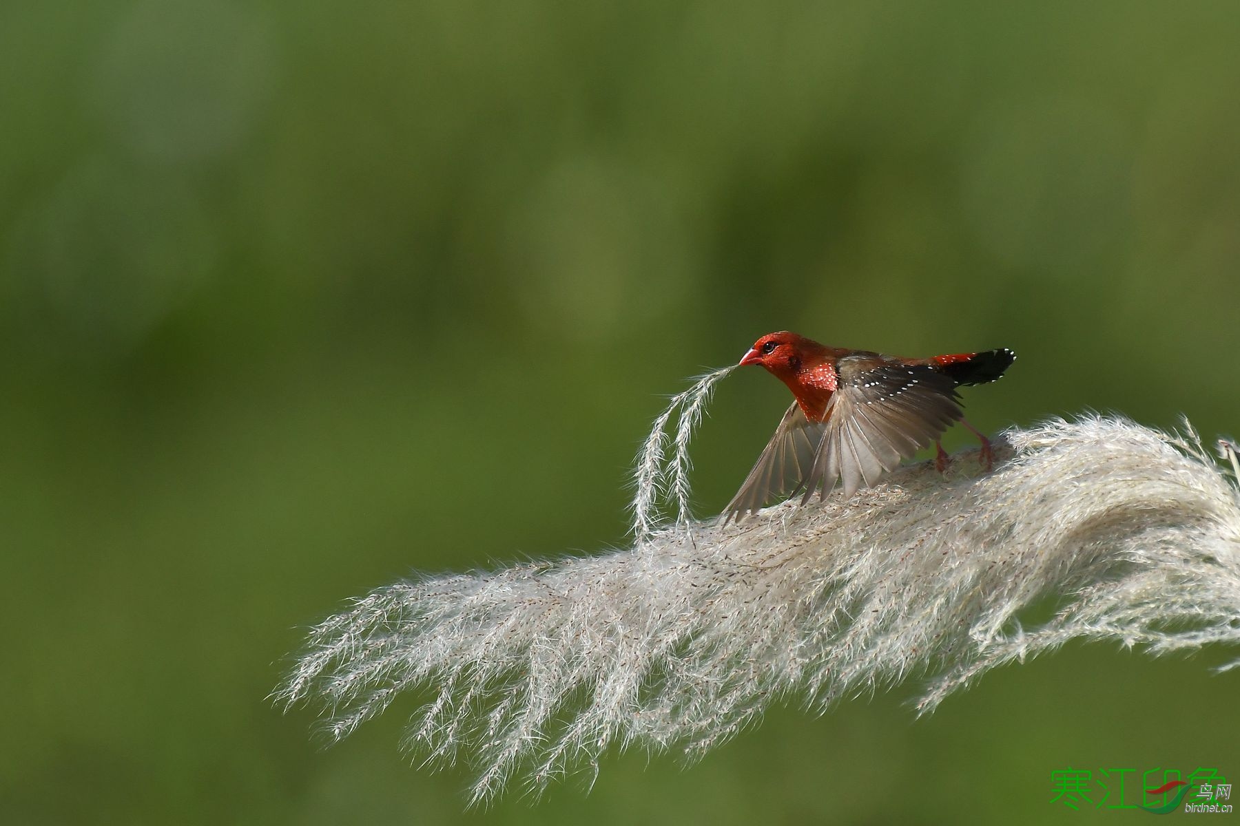 DSC_7665_����.jpg