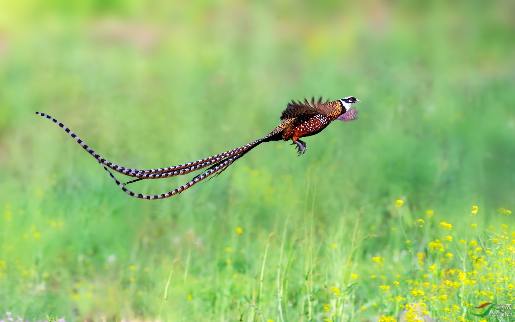 长尾飘逸(白冠长尾雉) 荣获首页精华>